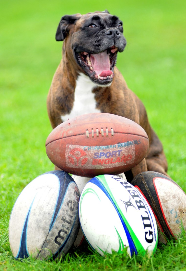 Boxer dog given rugby club membership after retrieving 180 lost balls in past three years, Havant, Hampshire, Britain - 05 Oct 2010