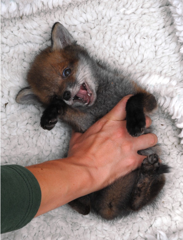 Giggle the laughing fox, New Forest Otter, Owl,and Wildlife Park, Longdown, Hampshire, Britain - May 2007