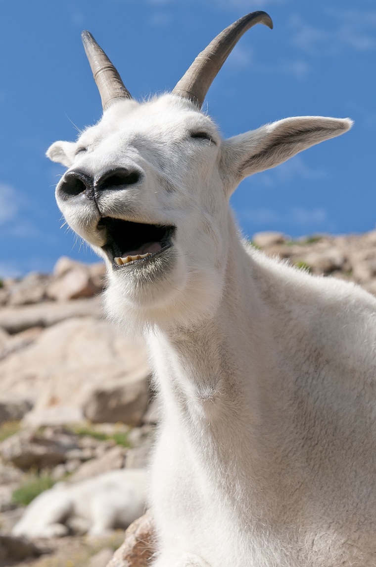 Laughing mountain goat, Mt. Evans, Colorado, America - Sep 2011