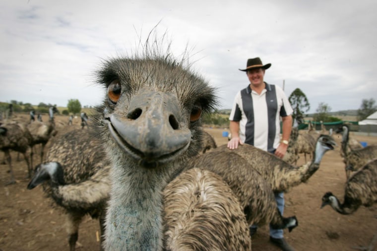 Stephen Schmidt from Try It Emu Farm in Marburg, Australia - 30 Mar 2007