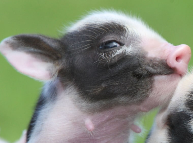 World's smallest piglets at Pennywell Farm, Devon, Britain - 18 Aug 2008
