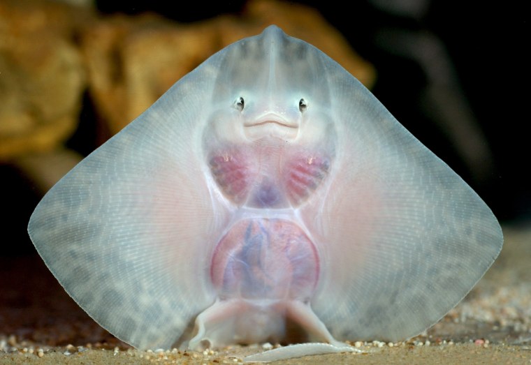 Young thornback ray, Blue Reef Aquarium, Southsea, Hampshire, Britain - 20 Feb 2008