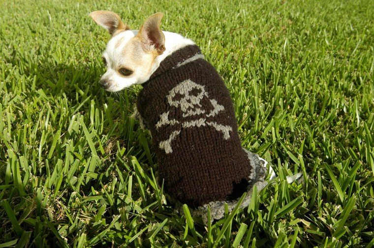 Great! you got the photos, I was having difficulty sending them.
About your question, why I started making these sweaters, \"I love my chihuahuas\".  
I couldn't find good hand knitted sweaters on the market, being a knitter myself I started knitting my Chihuahua's sweaters for the winter.
Each dog has a different style sweater, when 5 of them wear their outfits outside it's a big showstopper!  It's fun to see them running on the grass with all their different outfits! 
Suki - my 8 year old long haired Chihuahua gave me the idea to knit a \"super\" dog sweater, because she is a mother of 5 and has superb personality.  A \"Super Sweater\" for a \"Super Dog\"!
The Super dog sweater along with another sweater I designed \"Dark Princess AKA skull and cross bones sweater ( I love skulls)\" is my best selling pet sweater.  They are not just for small dogs, they are also perfect for cats too.  I take measurements to knit each one making sure each is a perfect fit!
I love them and my custo