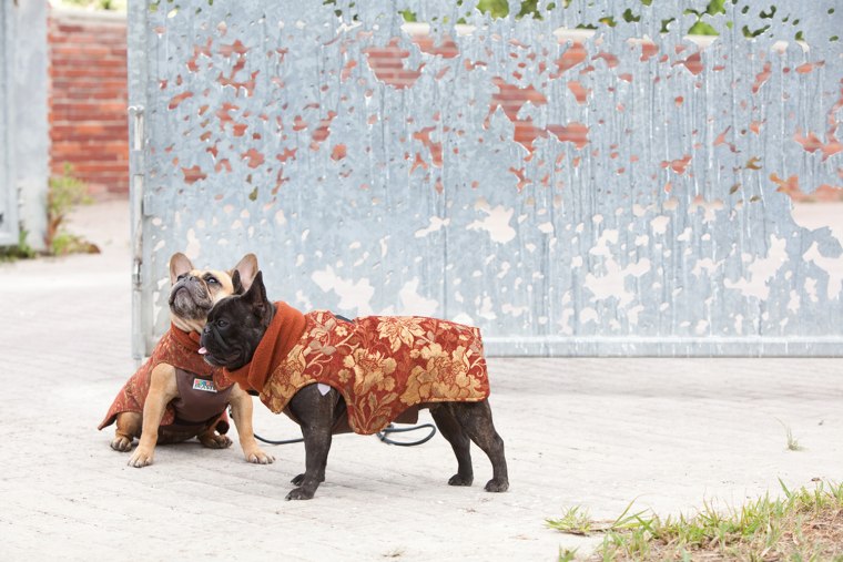 Pepper and Francine are wearing \"The Latch\" in this photo. These coats are finished in an upholstry fabric. You won't see another dog wearing these in the dog park. Waterproof, breathable and warm.