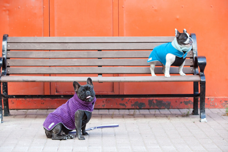 Pepper &amp; Miss Molly the French Bulldogs are wearing \"The Latch\" in Peacock Blue and Purple Corduroy. Colour is not just in for women this season! Waterproof, breathable and warm.