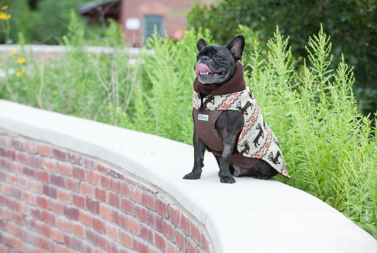 Tank the French Bulldog wearing the Special Edition Canadian Moose coat in \"The Latch\" style. This coat is two pieces, machine washable, cozy, waterproof and everyone is ordering it!