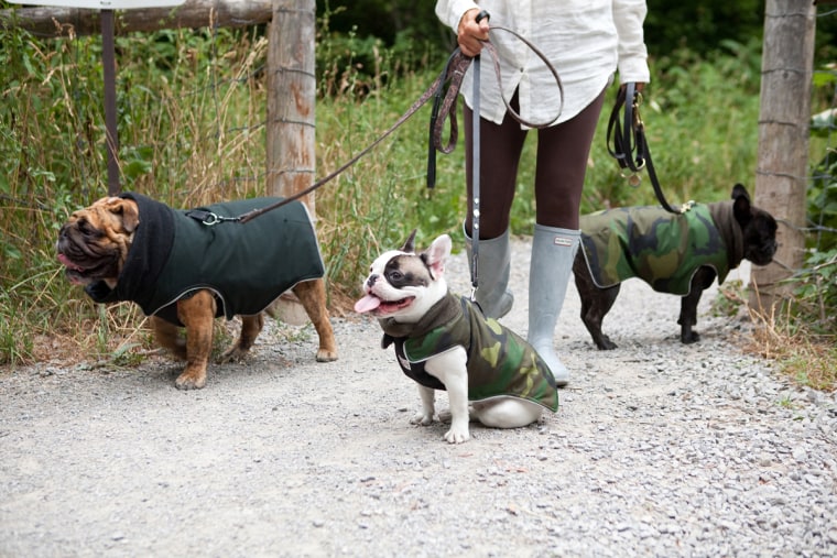 \"The Latch\" coat is the only style currenlty sized for English Bulldogs. Bacon the Olde English Bulldog is wearing \"The Latch\" in Black in this photo. Tank and Zeus, French Bulldogs are wearing the same coat in Camoflauge. It's the most versatile coat in the line. It's waterproof, breathable, insulated and comes in a variety of sizes and colours.