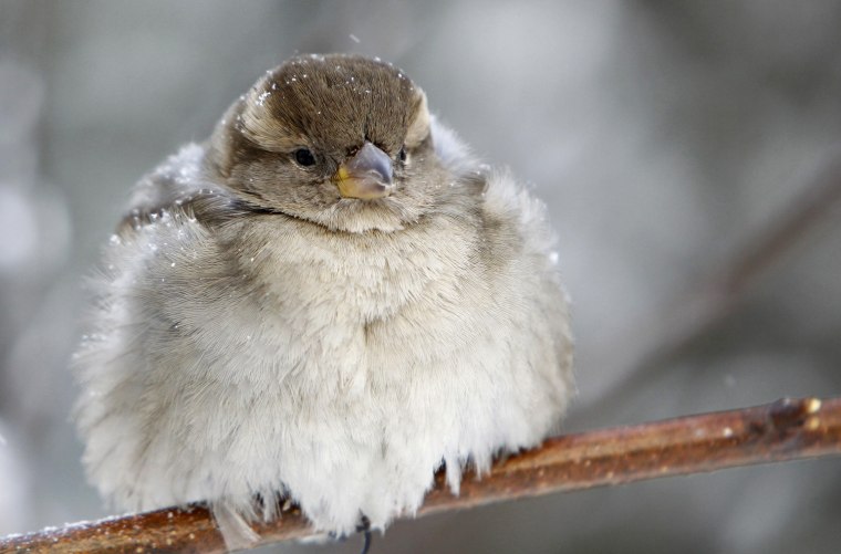 Image: A sparrow with extended feathers due to the cold sits on a branch in an air temperature around minus 18 degree Celsius in central Kiev
