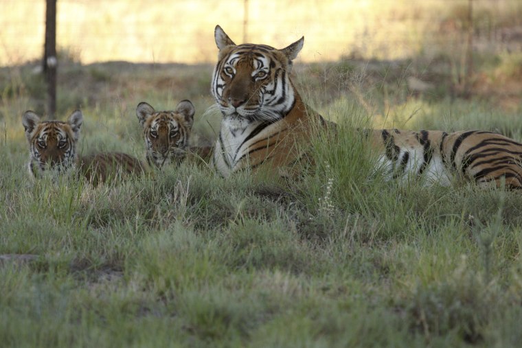 Image: South China Tiger Cubs  look on next to their mother at the Laohu Valley Reserve near Philippolis, 180 km south of Bloemfontein