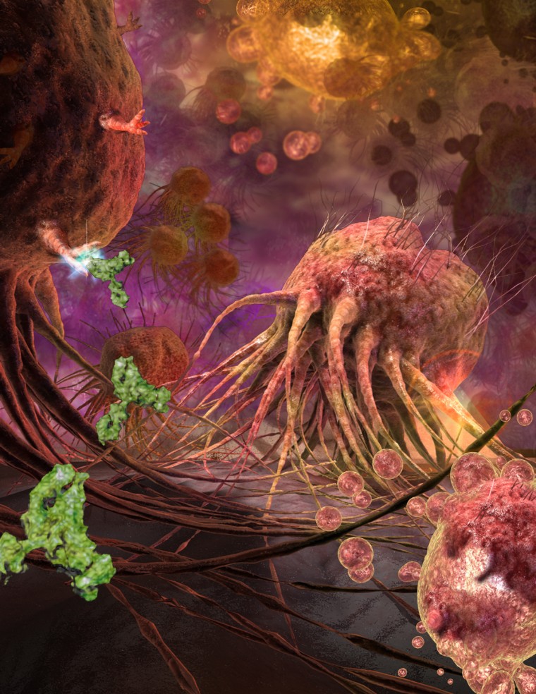 Tumor death-cell receptors on breast cancer cell 
This illustration shows tumor death-cell receptors (DR5) on breast cancer cell surfaces targeted by the monoclonal antibody TRA-8, which was developed at the University of Alabama, Birmingham School of Medicine. 
[Image courtesy of Emiko Paul and Quade Paul, Echo Medical Media; Ron Gamble, UAB Insight] 

--