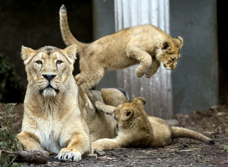 Image: Asiatic lion cubs ventures outdoors for the first time