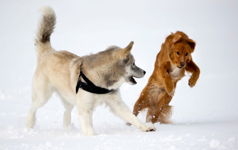 Image: Dogs in the snow