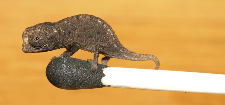 Image: A file picture shows a 'Brookesia micra' chameleon on a matchhead in Madagascar