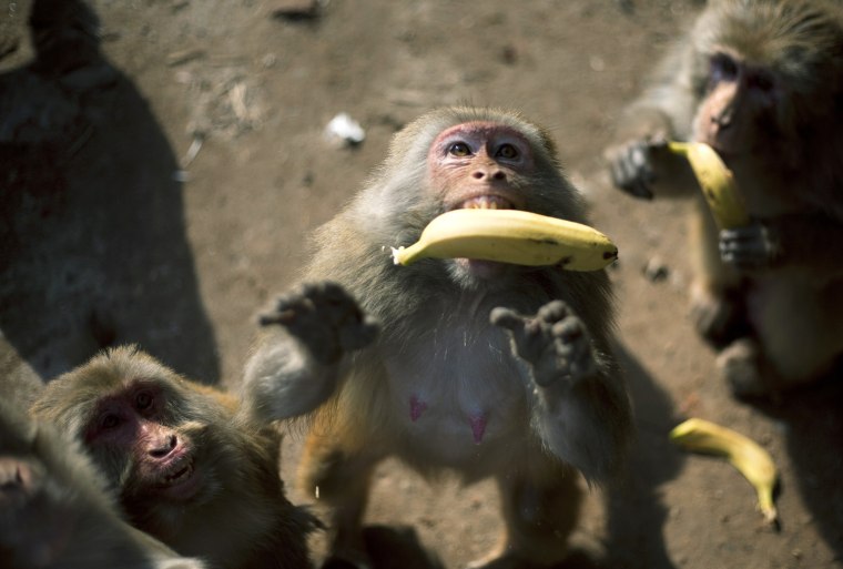 Image: Monkey Feeding On Roads In Jammu