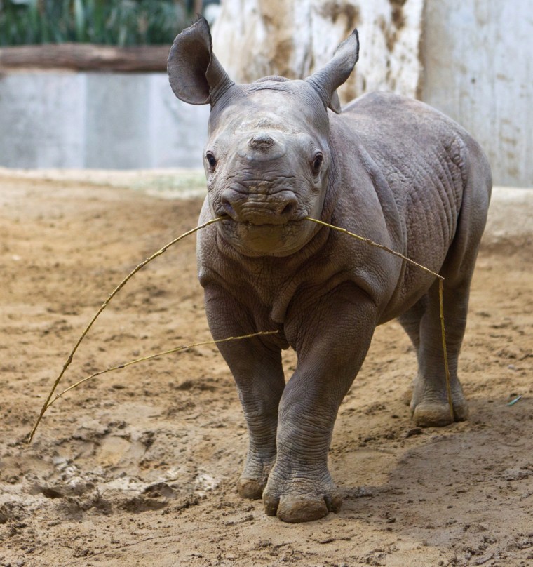 Image: Rhino calf Mala
