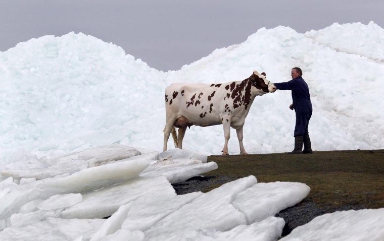 Image: A farmer has his best cow photographed in front of the drifting ice