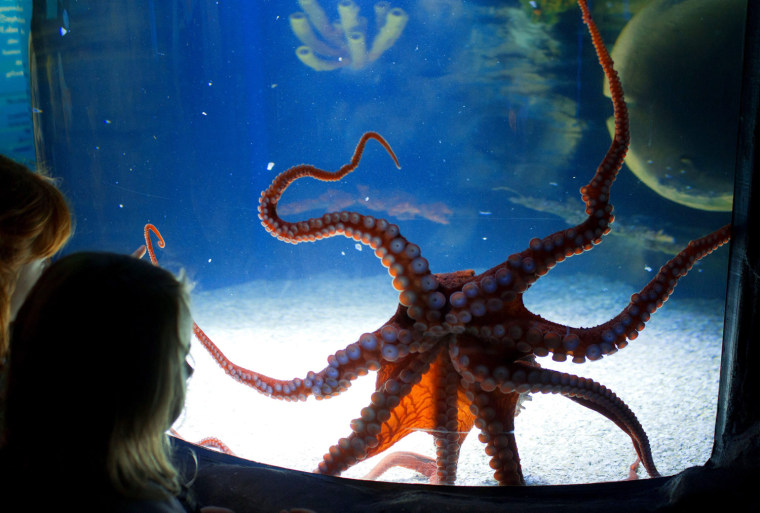 Image: Octopus show at SeaLife aquarium in Germany