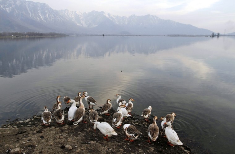 Image: Birds at Dal Lake in Srinagar