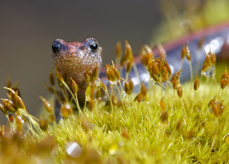 Image: Red-Backed Salamander