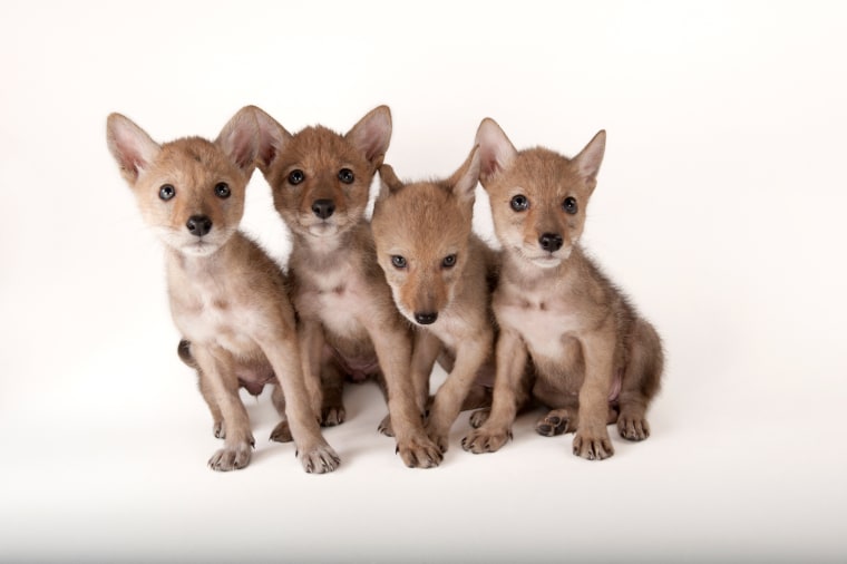 Coyote puppies (Canis latrans).
**Not for general site use. Special licensing for use with Nightly News package by Anne Thompson**