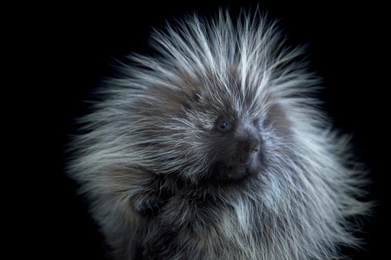 A North American Porcupine (Erethizon dorsatum) at the Great Plains Zoo.
**Not for general site use. Special licensing for use with Nightly News package by Anne Thompson**
