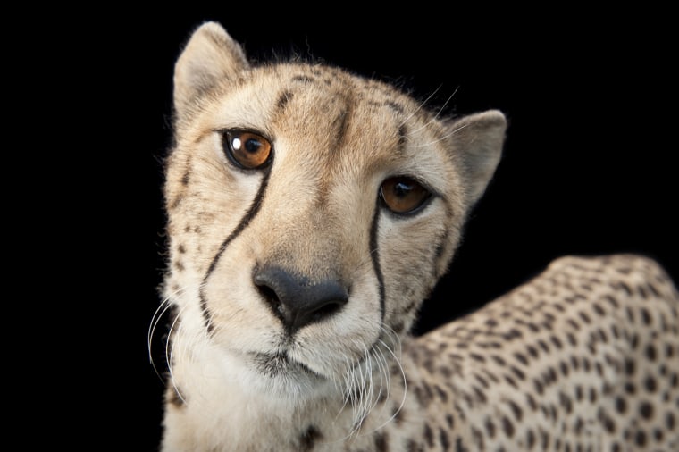 Hasari, a three-year-old cheetah (Acinonyx jubatus), at White Oak Conservation Center. 

**Not for general site use. Special licensing for use with Nightly News package by Anne Thompson**