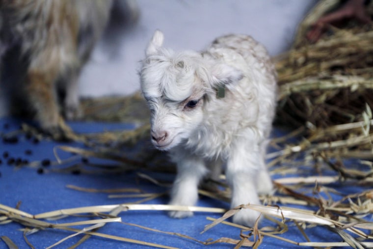 Image: First Pashmina goat cloned