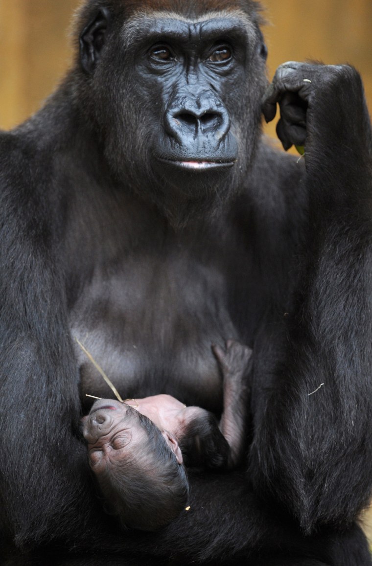 Image: Gorilla Offspring at Hanover Zoo