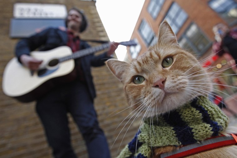 Image: Street musician James Bowen busks with cat Bob in Covent Garden in London