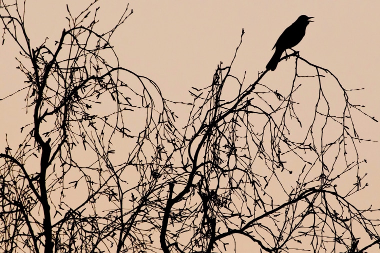 Image: Bird on tree