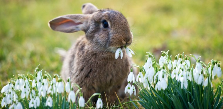 Image: Rabbit eats snodrops