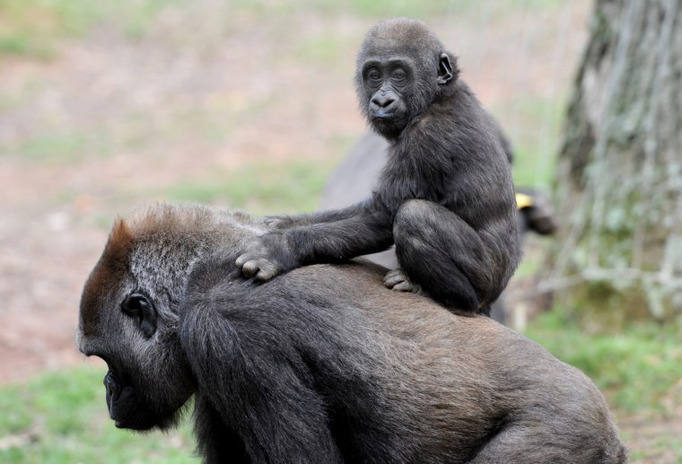 Image: Ted Turner donates $1 million to Dian Fossey Gorilla Fund