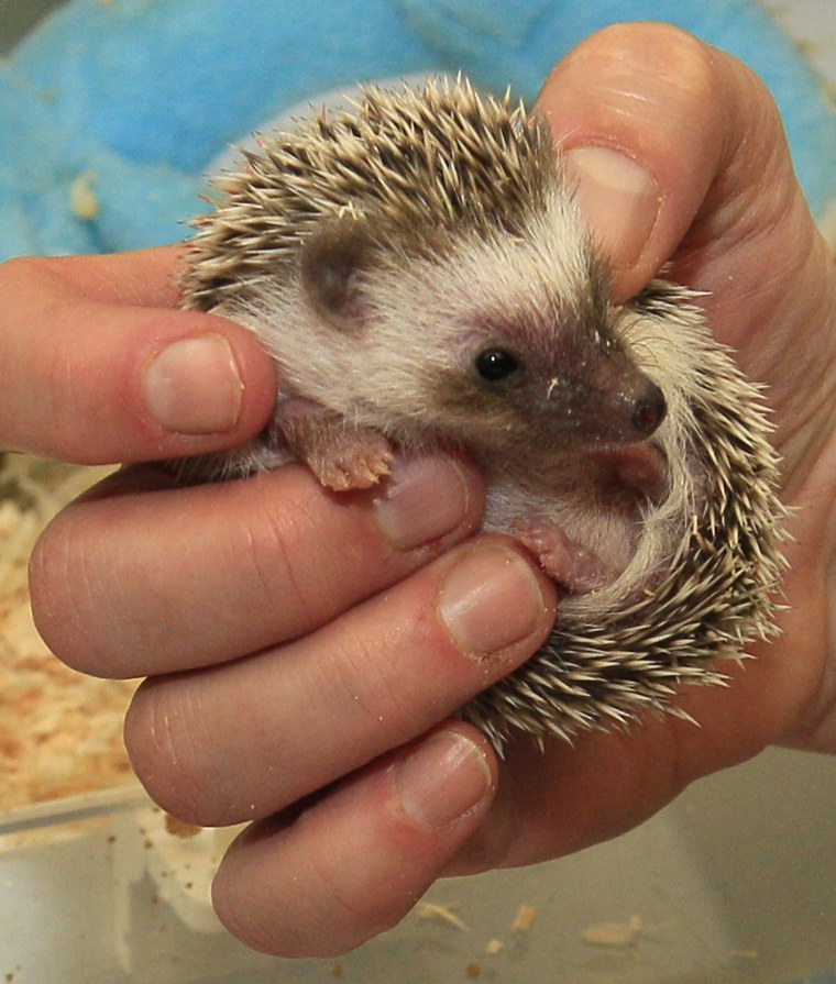Image: hedgehogs