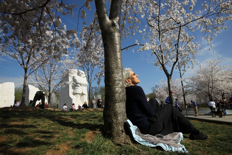 Image: Cherry Trees In Bloom In Washington DC
