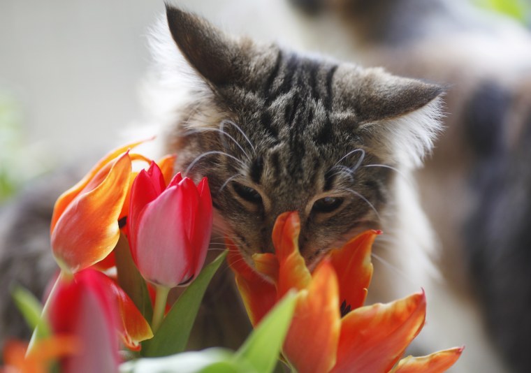 Image: A cat smells at a tulip on a sunny spring day in Dortmund