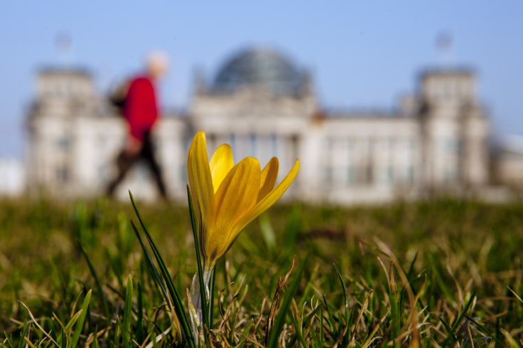 Image: A flower blossoms near Reichstag on sunny spring day in Berlin