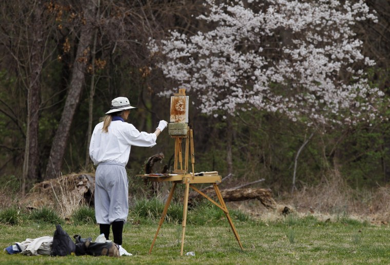 Image: Artist Janet Frankovic paints a blooming dogwood tree in Silver Spring Maryland