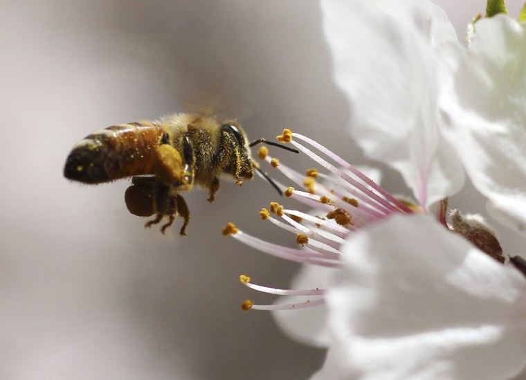 Image: A bee collects pollen from an almond blossom in early spring at park in Amman