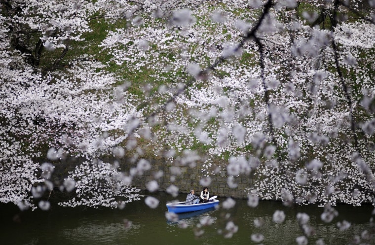 Image: Japanese cherry blossom season