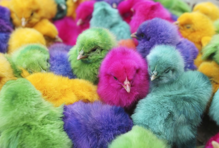 Image: Colored chicks are sold during the run-up to Easter in downtown Amman
