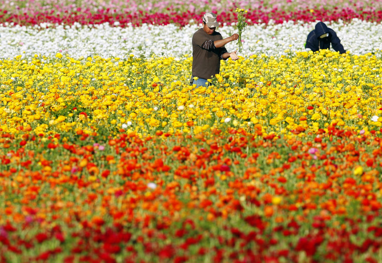 Image: Workers pick giant tecolote ranunculus flowers by hand at the Flower Fields in Carlsbad, California