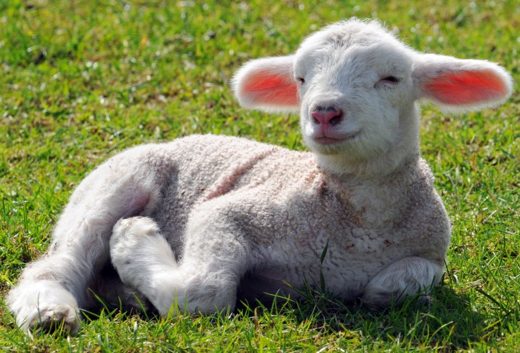 Image: Lamb