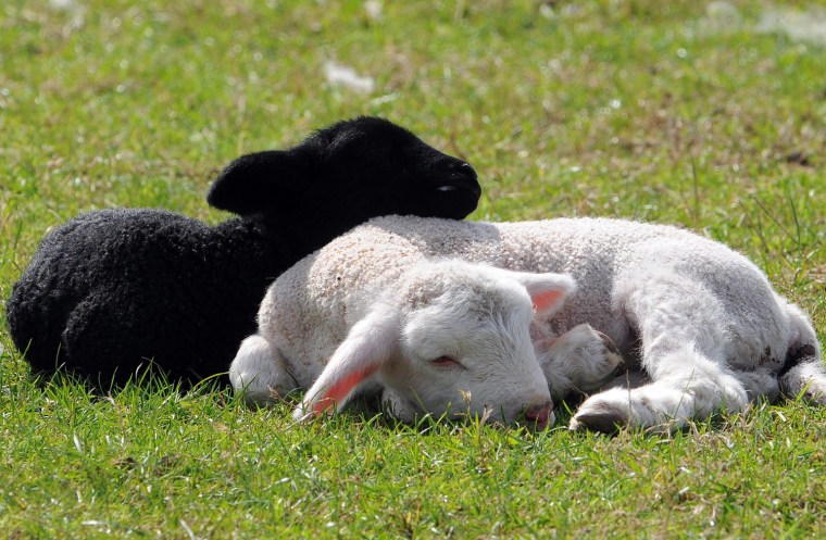 Image: Lambs