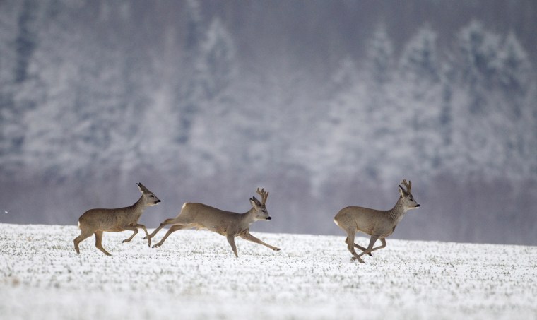Image: Roe deer run in a field after heavy snowfall near the village of Skarodnoe