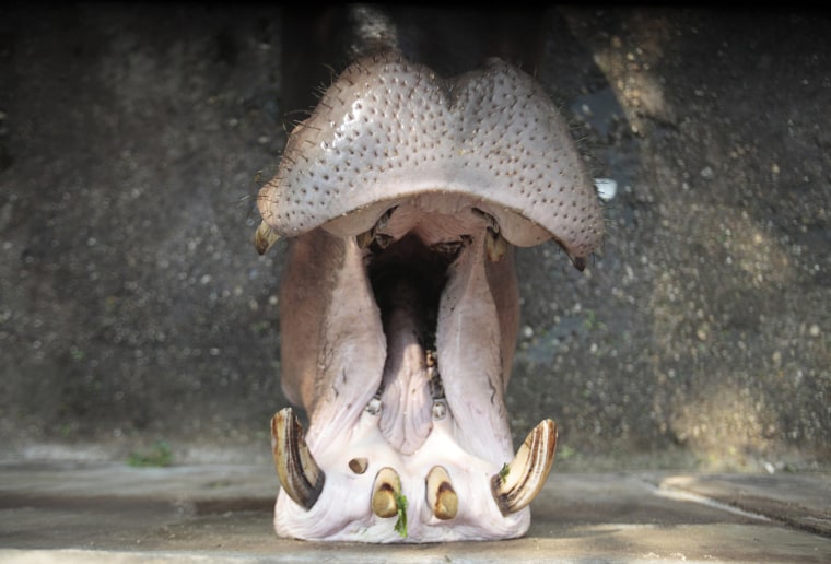 Image: A hippopotamus opens its mouth as visitors feed him at Yangon Zoo