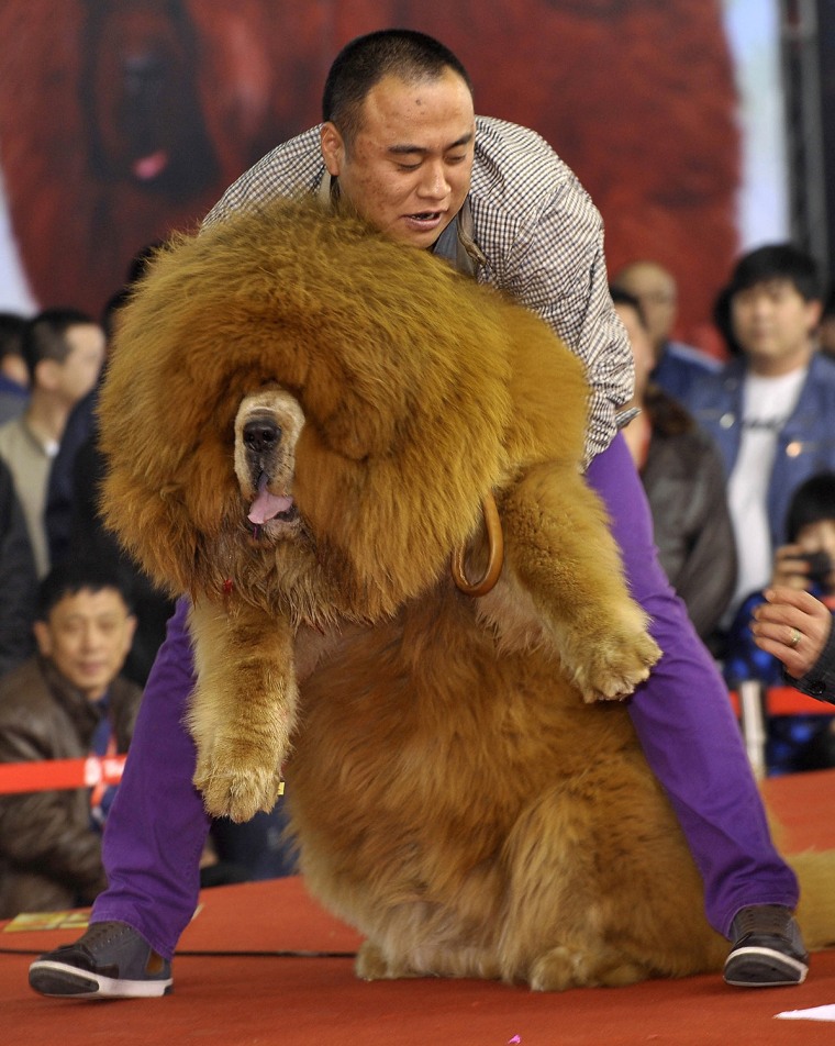 Image: A man holds up his Tibetan mastiff as they perform on stage during a dog beauty contest in Shenyang