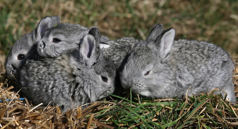 Image: Rabbit of Cluj, a new rabbit breed developed in Transylvania