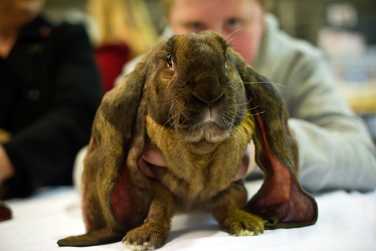 Image: Animal Enthusiasts Enjoy The UK's Rabbit Grand National