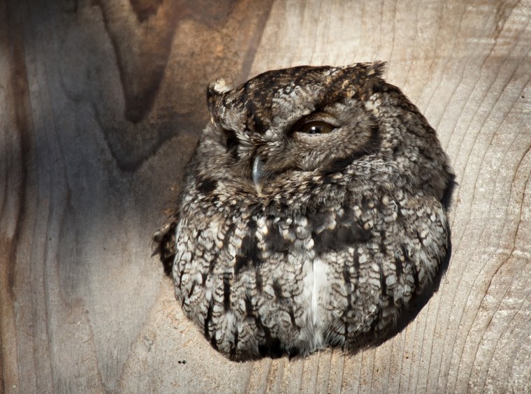 Image: Screech Owl