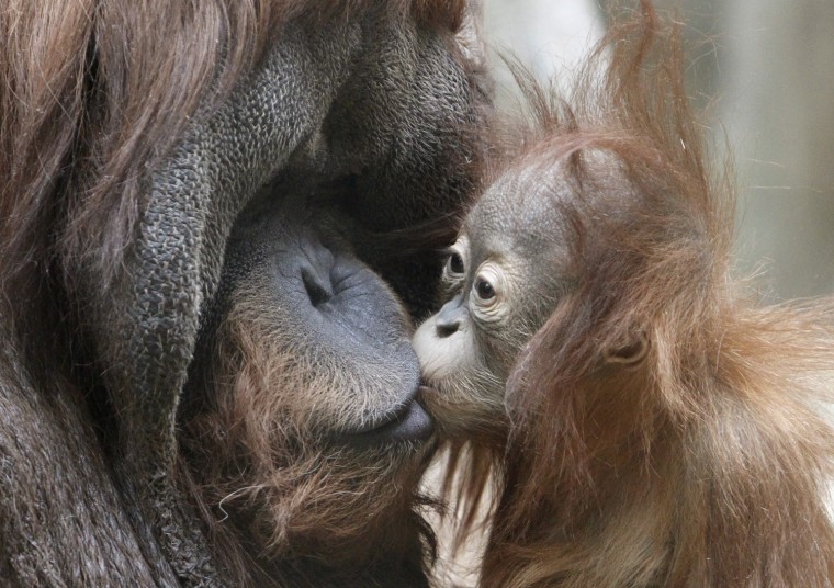 Image: Male Sumatran orangutan spends time with its cub inside their enclosure at city zoo in Moscow